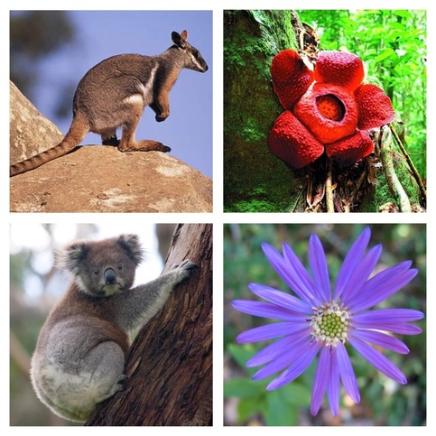 endangered species of animals and plants